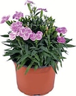 Aktuelle Chrysantheme Angebote bei Zimmermann in Hannover Aktuelles Nelken Angebot bei Zimmermann in Hannover ab 1,99 €