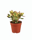 Cactus et succulentes mix en promo chez Lidl Nîmes à 2,99 €