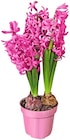 Hyazinthe Angebote bei Penny Magdeburg für 1,99 €