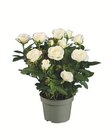 Aktuelle Pflanzen Angebote bei Lidl in Freiburg (Breisgau) Aktuelles Topfrosen Angebot bei Lidl in Freiburg (Breisgau) ab 1,99 €