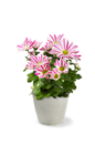 Chrysantheme Angebote bei Kaufland Melle für 1,11 €
