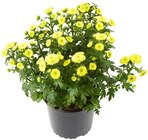 Chrysantheme »Quattro Pompon« oder Chrysantheme »Elegant« Angebote bei REWE Suhl für 2,49 €