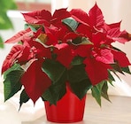 Weihnachtsstern Angebote von Gartenkrone bei Hagebaumarkt Kiel für 3,99 €