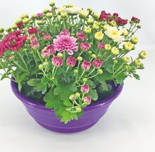 Chrysanthemen-Mix in Grabschale bei Thomas Philipps in Leverkusen Chrysanthemen-Mix in Grabschale im Angebot bei Thomas Philipps Leverkusen für 2,98 €