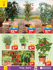 Aktueller Netto Marken-Discount Prospekt mit Pflanzen, "Aktuelle Angebote", Seite 10