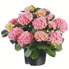 Gartenhortensie im Angebot bei Lidl in Lehrte Gartenhortensie Angebote bei Lidl Lehrte für 7,99 €