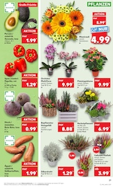 Aktueller Kaufland Prospekt mit Orchidee, "Aktuelle Angebote", Seite 21