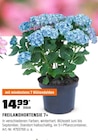 FREILANDHORTENSIE 7+  im aktuellen OBI Prospekt für 14,99 €