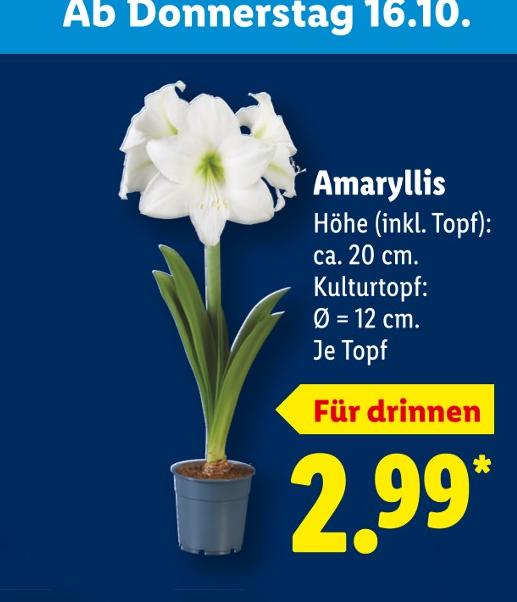 Amaryllis