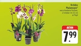 Aktuelles Orchidee Phalaenopsis Angebot bei E center in Dresden ab 7,99 €