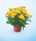 CHRYSANTHÈME POT 12 CM en promo chez Netto Valence à 2,99 €