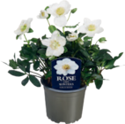 Aktuelle Blumen Angebote bei tegut in Jena Aktuelles Christrose Helleborus Angebot bei tegut in Jena ab 6,99 €