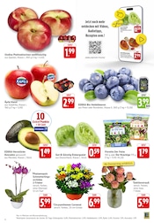 Ähnliche Obstbaum Angebote im Prospekt "Aktuelle Angebote" von EDEKA in Lahr Ähnliche Angebote wie Obstbaum im Prospekt "Aktuelle Angebote" auf Seite 3 von EDEKA in Lahr