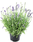 Lavendel Angebote bei Thomas Philipps Augsburg für 1,99 €