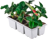 Erdbeeren im Angebot bei REWE in Rosenheim Erdbeeren Angebote bei REWE Rosenheim für 5,99 €
