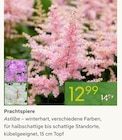 Prachtspiere im Pflanzen Kölle Prospekt Prachtspiere von im aktuellen Pflanzen Kölle Prospekt für 12,99 €
