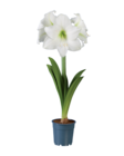 Lidl - Amaryllis Angebot im Prospekt Amaryllis bei Lidl im Prospekt "" für 2,99 €