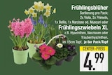 Frühlingsblüher Angebote bei E center Germering für 4,99 €