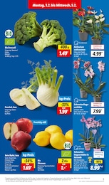 Gartenpflanzen im Lidl Prospekt LIDL LOHNT SICH auf S. 3