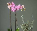 Pflanzen Kölle Hamburg - Schmetterlingsorchidee Angebot im Prospekt Schmetterlingsorchidee bei Pflanzen Kölle im Hamburg Prospekt für 9,99 €