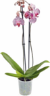 Netto Marken-Discount Kelheim - Orchidee Angebot im Prospekt Orchidee bei Netto Marken-Discount im Kelheim Prospekt für 7,99 €