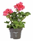 Géranium zonale en pot en promo chez Lidl Valence à 2,49 €