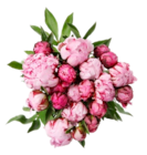 Aktuelle Pflanzen Angebote bei Blumen Ostmann in Bremen Aktuelles Pfingstrosen Angebot bei Blumen Ostmann in Bremen ab 3,99 €
