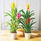 Mixte bromelias - Super U à Nevers Mixte bromelias en promo chez Super U Nevers à 6,99 €