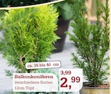 Garten-Center Nordharz GmbH & Co. KG - Balkonkoniferen Angebot im Prospekt Balkonkoniferen bei Garten-Center Nordharz GmbH & Co. KG im Prospekt "" für 2,99 €