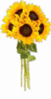 Sonnenblumen Strauß im Angebot bei Netto Marken-Discount in Solingen Sonnenblumen Strauß Angebote bei Netto Marken-Discount Solingen für 3,99 €
