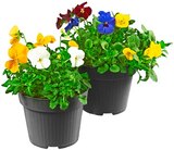 Hornveilchen Trio im Angebot bei REWE in Hückelhoven Hornveilchen Trio Angebote bei REWE Hückelhoven für 1,49 €