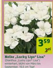 Nelke "Lucky Lips Lisa" für 3,59 € bei Pflanzen Kölle im Angebot Nelke "Lucky Lips Lisa" im aktuellen Pflanzen Kölle Prospekt