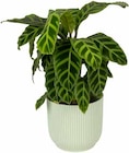 Korbmarante (Calathea zebrina) von  im aktuellen Pflanzen Kölle Prospekt für 10,99 €