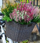 Heidekraut (Calluna vulgaris) âBeauty Ladiesâ im Hagebaumarkt Prospekt Heidekraut (Calluna vulgaris) âBeauty Ladiesâ von im aktuellen Hagebaumarkt Prospekt fĂŒr 1,79 âŹ