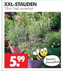 XXL-STAUDEN im Angebot bei Wreesmann in Weimar XXL-STAUDEN Angebote bei Wreesmann Weimar für 5,99 €