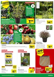 Obstbaum im Hagebaumarkt Prospekt in Schwäbisch Gmünd Aktueller Hagebaumarkt Prospekt mit Obstbaum, "So günstig geht das!", Seite 4