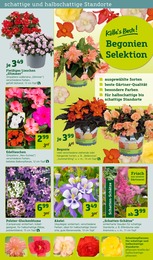 Heilpflanzen im Pflanzen Kölle Prospekt "Gratis Pflanzaktion!" auf Seite 7