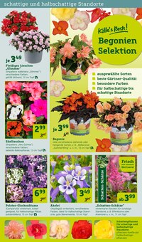 Blumen im Pflanzen Kölle Prospekt "Gratis Pflanzaktion!" mit 18 Seiten (Wiesbaden)