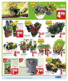 EDEKA Sträucher im Prospekt 