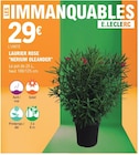 Laurier Rose 'Nerium Oleander' en promo chez E.Leclerc Rouen à 29,00 €
