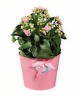 Kalanchoe im farbigen Zinktopf bei Lidl im Gescher Prospekt für 2,99 €