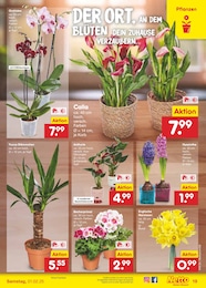 Blumen Angebot im aktuellen Netto Marken-Discount Prospekt auf Seite 23