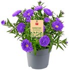 REWE Kahl - Portulakröschen, Schleierkraut oder REWE Beste Wahl Aster Angebot im Prospekt Portulakröschen, Schleierkraut oder REWE Beste Wahl Aster bei REWE im Kahl Prospekt für 1,79 €