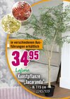 Kunstpflanze "Jacaranda" von Lafiora im aktuellen Hornbach Prospekt für 34,95 €