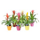 Bromelia - Carrefour à Saint-Maur-des-Fossés Bromelia en promo chez Carrefour Saint-Maur-des-Fossés à 6,99 €