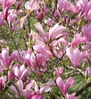 Magnolie bei Hornbach im Pirmasens Prospekt für 17,95 €