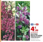 Promo Bruyère Erica ou hébé Véronique à 4,99 € dans le catalogue Hyper U à Reims