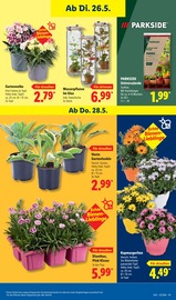 Aktueller Lidl Prospekt mit Stauden, "LIDL LOHNT SICH", Seite 69