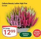 Aktuelles Calluna Beauty Ladies High Five Angebot bei GLOBUS in Mannheim ab 12,99 €