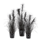 Kunstpflanze 'PAMPASGRAS' im mömax Prospekt Kunstpflanze 'PAMPASGRAS' von im aktuellen mömax Prospekt für 3,99 €